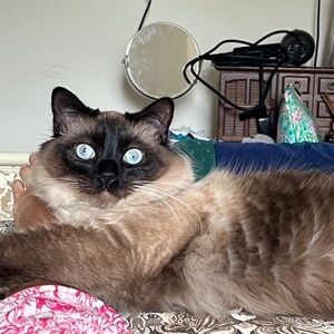 Meet your Posher, Mochi